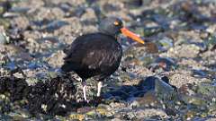 7: oyster catcher 0C3_0211