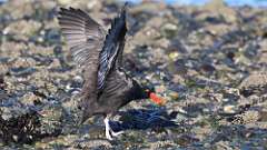 8: oyster catcher 0C3_0217