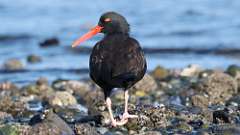 9: oyster catcher 0C3_0335