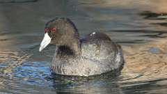 1: American Coot 0C3_0564