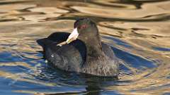 2: American Coot 0C3_0740