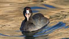 3: American Coot 0C3_0808