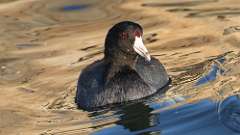 4: American Coot 0C3_0811