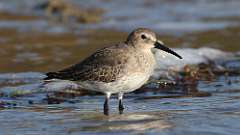 6: dunlin 0C3_0192