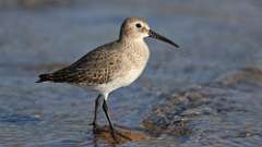 7: dunlin 0C3_0261