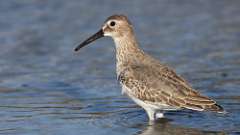 8: dunlin 0C3_0298