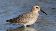 9: dunlin 0C3_0326