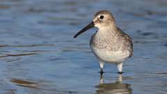 10: dunlin 0C3_0329