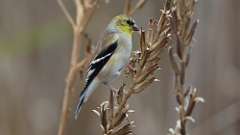 1: American Goldfinch 0C3_0385