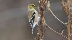 2: American Goldfinch 0C3_0464