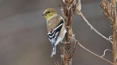 3: American Goldfinch 0C3_0471