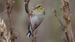 4: American Goldfinch 0C3_0501