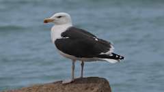 9: Great Black-backed Gull 0C3_0103