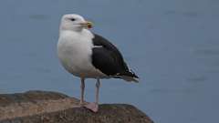 10: Great Black-backed Gull 0C3_0127