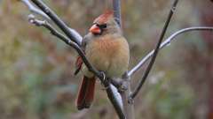 11: Northern Cardinal 0C3_0277