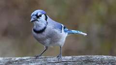 6: blue jay 0C3_0322