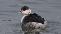 3: Horned Grebe 0C3_0163