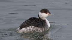 4: Horned Grebe 0C3_0169