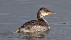 1: Red-necked Grebe 0C3_0097