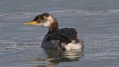 2: Red-necked Grebe 0C3_0112