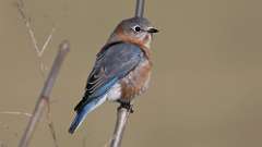 1: Eastern Bluebird female 0C3_0844