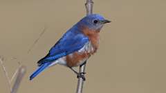 2: Eastern Bluebird male 0C3_0838