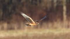 3: Northern Harrier 0C3_1484