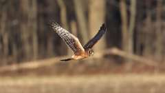 4: Northern Harrier 0C3_1533