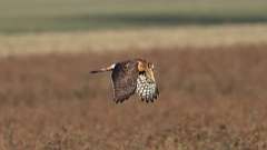 5: Northern Harrier 0C3_1681