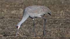 6: Sandhill Crane 0C3_1127