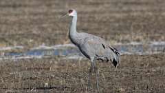 7: Sandhill Crane 0C3_1129