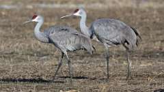 8: Sandhill Crane 0C3_1180