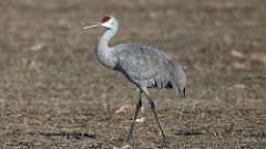 9: Sandhill Crane 0C3_1273