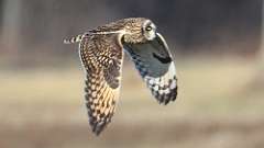 10: Short-eared Owl 0C3_0377