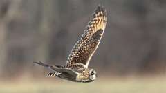 11: Short-eared Owl 0C3_0380