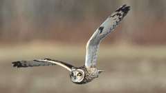 12: Short-eared Owl 0C3_0413