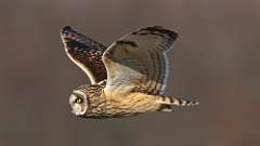 13: Short-eared Owl 0C3_0430