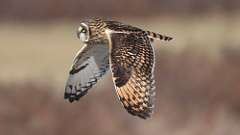 14: Short-eared Owl 0C3_0643