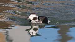 2: 2024-02-03-Long-tailed Duck 0C3_0133