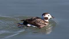 3: 2024-02-03-Long-tailed Duck 0C3_0136