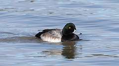 13: 2024-02-19-Greater Scaup 0C3_0093