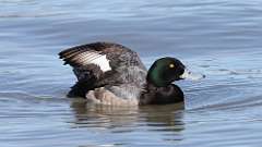 14: 2024-02-19-Greater Scaup 0C3_0129