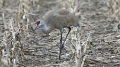 21: 2024-03-21-Sandhill Crane 0C3_0186