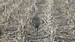 22: 2024-03-21-Sandhill Crane 0C3_0198