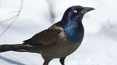 29: 2024-03-24-Common Grackle 0C3_0030