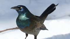 30: 2024-03-24-Common Grackle 0C3_0038