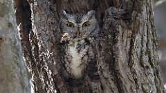 31: 2024-03-25-Eastern Screech-Owl 0C3_0127