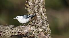 33: 2024-03-25-White-breasted Nuthatch 0C3_0296