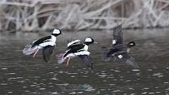 35: 2024-03-30-Bufflehead 0C3_0074