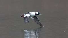 36: 2024-03-30-Bufflehead 0C3_0140